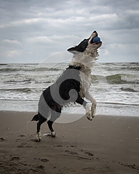 Black border collie catching a blue ball in the air on a beach