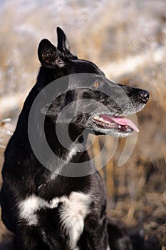 Black border collie herding dog brown background outdoor