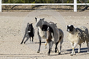 Black border collie herding sheep