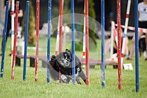 Black Border collie is running on czech agility competition slalom.