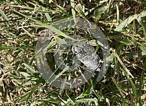 Black borer beetle Capnodis tenebrionis photo