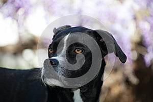 Black boxer greyhound mixed breed dog profile blurred background