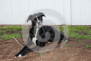 Black boxer greyhound mixed breed lays on dirt with a stick.