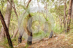 Black Boy Grass Tree Xanthorrhoea