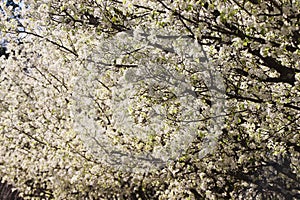 Black Bradford pear tree branches with white flowers