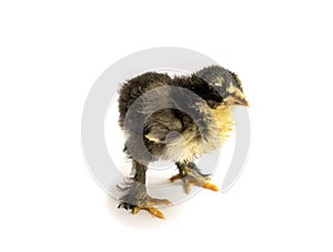 Black Brahma chick on white background, selective focus