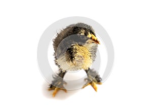 Black Brahma chick on white background, selective focus