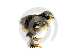 Black Brahma chick on white background, selective focus