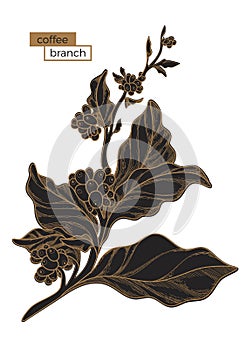 Black branch of coffee tree. Golden hatching. Botanical illustration. Vector