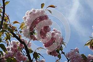 Black branch of sakura with double pink flowers against blue sky