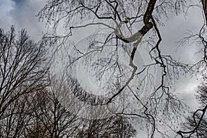 Black branch silhouettes on dramatic sky background