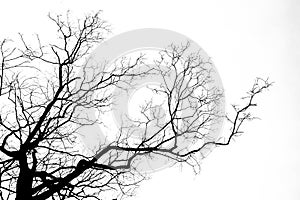 Black branch tree isolate on white background