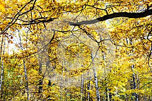 Black branch with yellow foliage and birch trees
