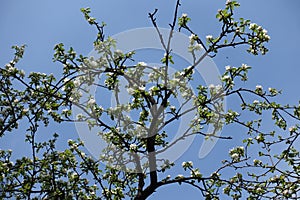 Black branches of blossoming apple against blue sky in April