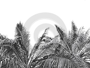 Black branches gradient