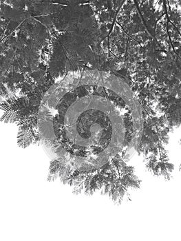 Black branches gradient