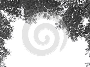 Black branches gradient