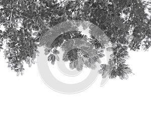 Black branches gradient