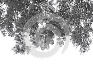 Black branches gradient