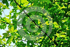 Black branches and green leaves, clean spring green background.