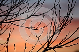 Black branches without leaves against a sunset