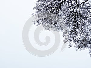 Black branches of tree against white cloudy sky