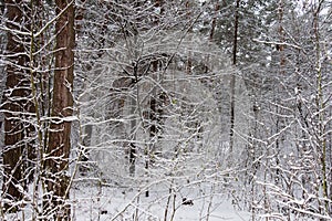 On the black branches of the tree lies a thick layer of snow lo