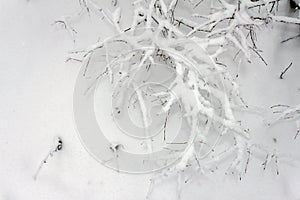 On the black branches of the tree lies a thick layer of snow lo