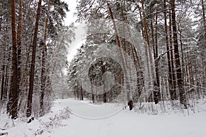 On the black branches of the tree lies a thick layer of snow lo