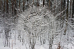 On the black branches of the tree lies a thick layer of snow lo