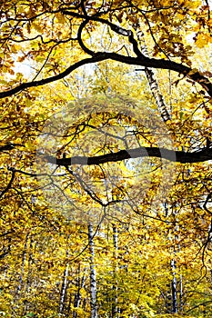 Black branches with yellow leaves and birch trees