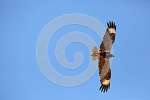 Black-breasted Buzzard