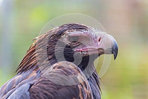 Black Breasted Buzzard