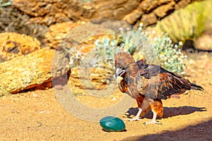 Black-breasted Buzzard Australia