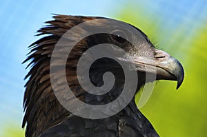 Black breasted buzzard closeup