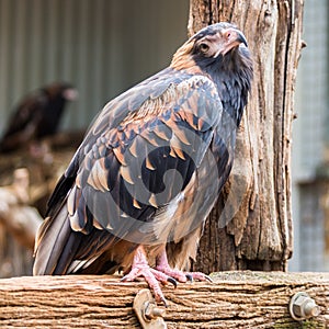 Black-breasted Buzzard, Featherdale Wildlife Park, NSW, Australia