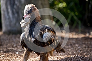 Black breasted buzzard