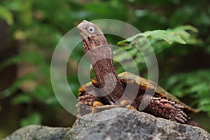 Black-breasted leaf turtle
