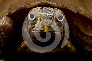 Black-breasted leaf turtle Geoemyda spengleri