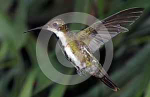 Black-breasted Mango 1