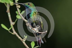 Black-breasted Mango 2