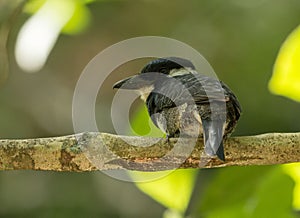 Black-breasted Puffbird Notharchus pectoralis Panama