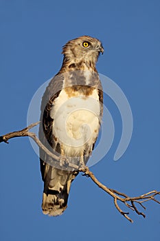 Black-breasted snake eagle
