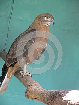 Black breasted snake eagle(Circaetus gallicus)on tree branch.