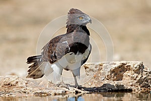 Black-breasted snake at a waterhole