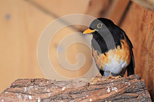 Black-breasted thrush