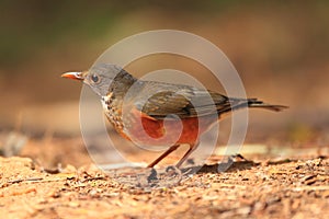 Black-breasted Thrush