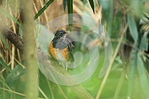 Black-breasted thrush