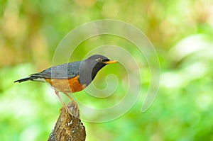 Black-breasted Thrush Bird