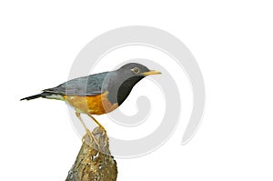 Black-breasted Thrush Bird